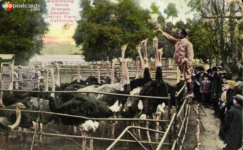 Swallowing Whole Oranges, Cawston Ostrich Farm