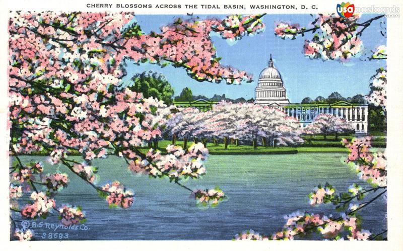 Cherry Blossoms Across The Tidal Basin