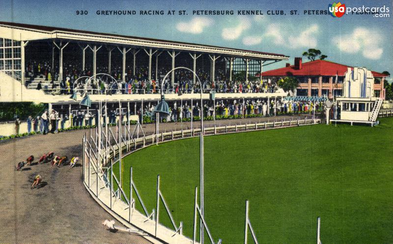 Greyhound Racing at St. Petersburg Kennel Club