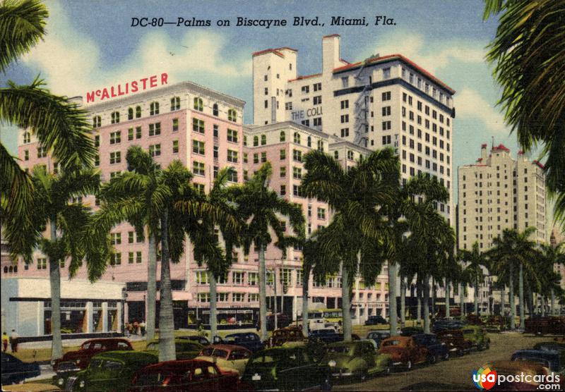 Palms on Biscayne Boulevard