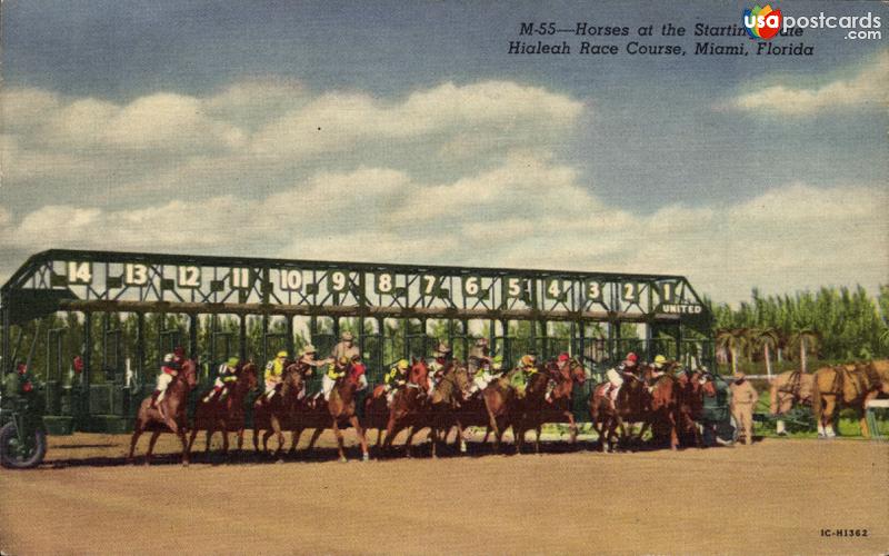 Horses at the starting gate, Hialeah Race Course