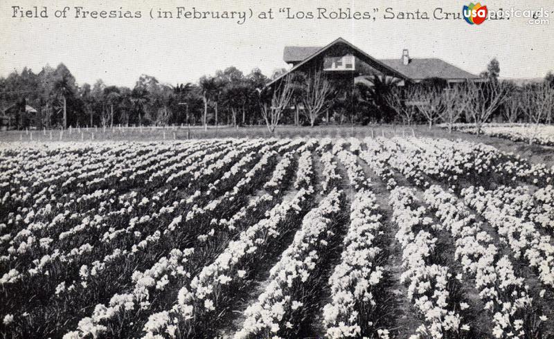 Pictures of Santa Cruz, California: Field of Freesias in February at Los Robles