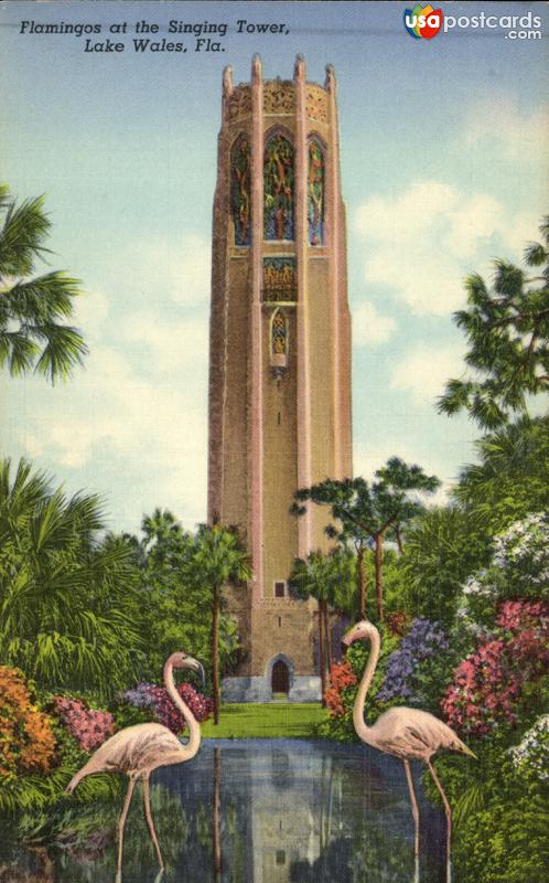 Pictures of Lake Wales, Florida: Flamingos at the Singing Tower