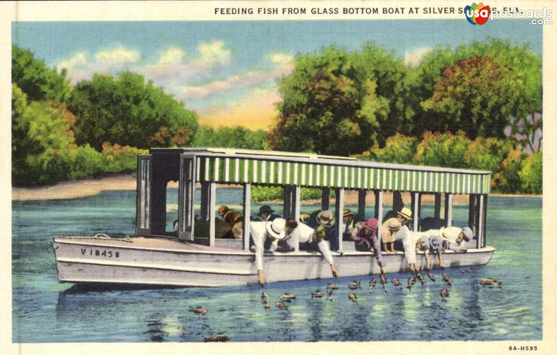 Pictures of Silver Springs, Florida: Feeding Fish from Glass Botoom Boat at Silver Springs