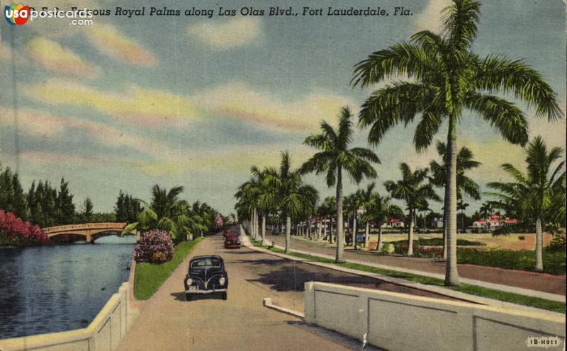 Pictures of Fort Lauderdale, Florida: Famuos Royal Palms along Las Olas Blvd