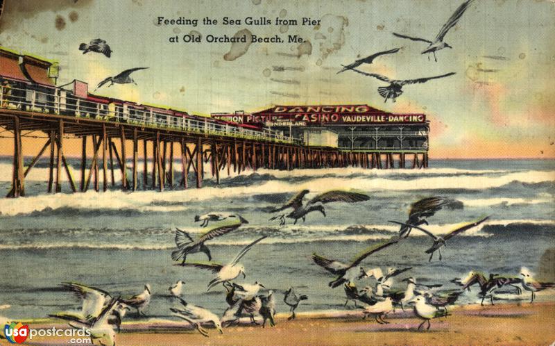 Pictures of Old Orchard, Maine: Feeding the Sea Gulls from Pier