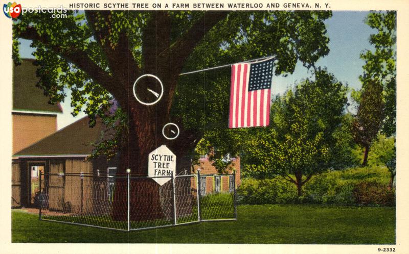 Pictures of Geneva, New York: Historic Scythe Tree on a Farm Between Waterloo and Geneva