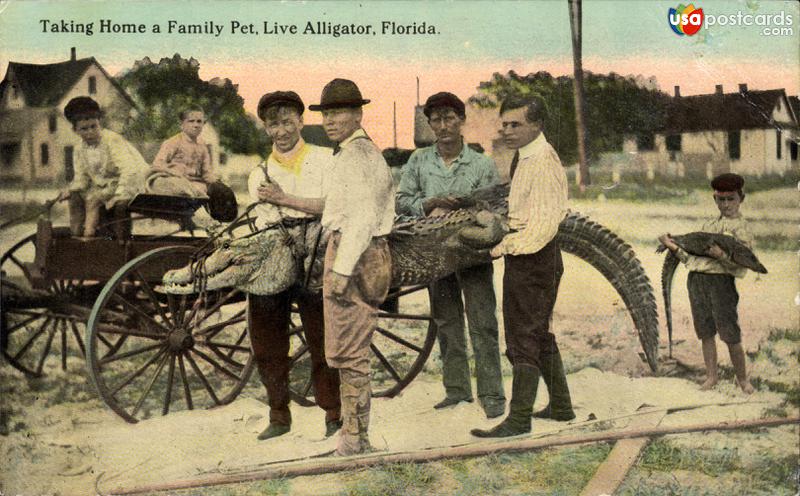 Pictures of Palm Beach, Florida: Taking home a family pet, live alligator