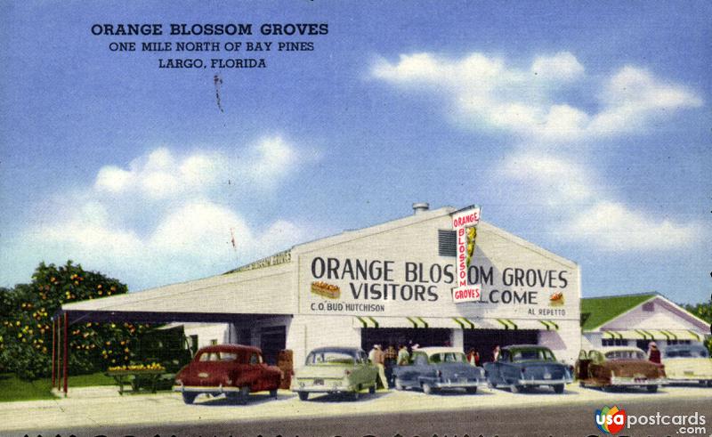 Pictures of Largo, Florida: Orange Blossom Groves