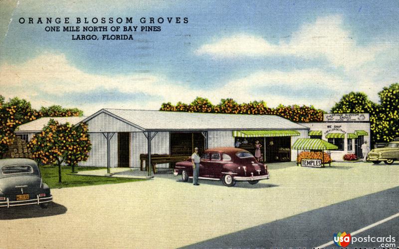 Pictures of Largo, Florida: Orange Blossom Groves