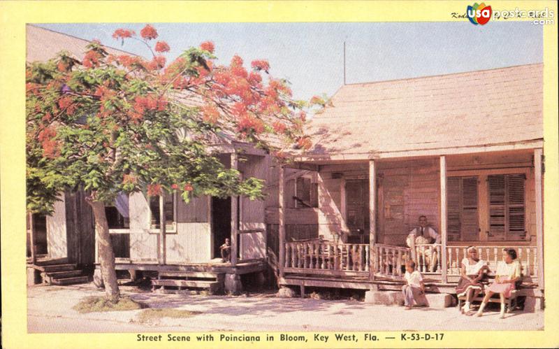 Pictures of Key West, Florida: Street scene with ponciana in bloom