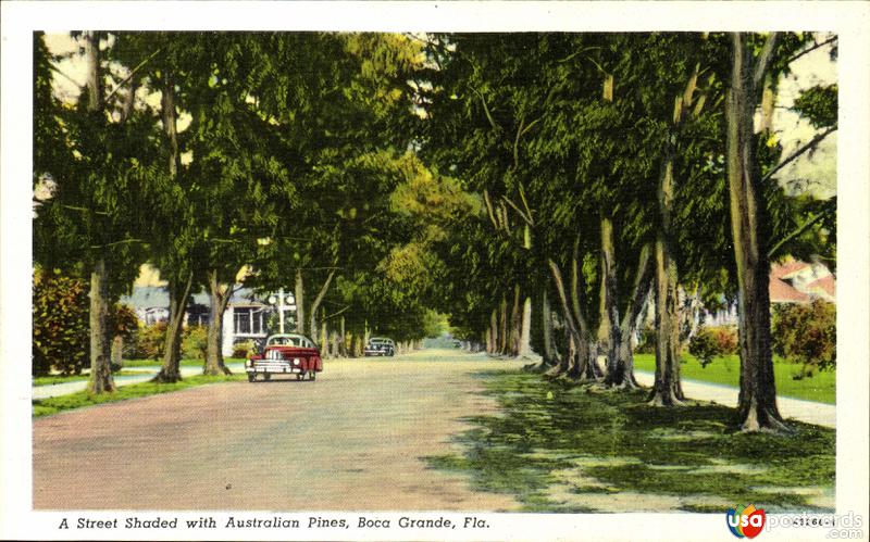 Pictures of Boca Grande, Florida: A street shaded with Australian Pines