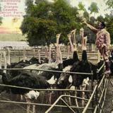 Swallowing Whole Oranges, Cawston Ostrich Farm