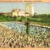 Lake Merritt Wildfowl Sanctuary