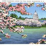 Cherry Blossoms Across The Tidal Basin