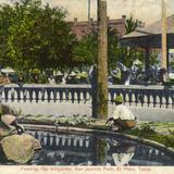 Feeding the Alligators, San Jacinto Park