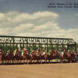 Horses at the starting gate, Hialeah Race Course