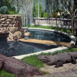 Alligator Pool, San Jacinto Plaza